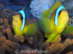 clownfish with anemone: it's normal relationship...but th... by Melita Bubek 